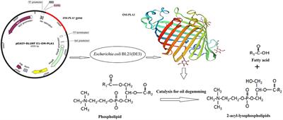 Effective Expression of the Serratia marcescens Phospholipase A1 Gene in Escherichia coli BL21(DE3), Enzyme Characterization, and Crude Rapeseed Oil Degumming via a Free Enzyme Approach